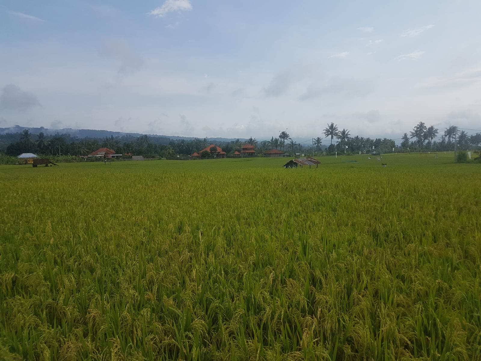 Amigo rijst 1 kg - Afbeelding 4