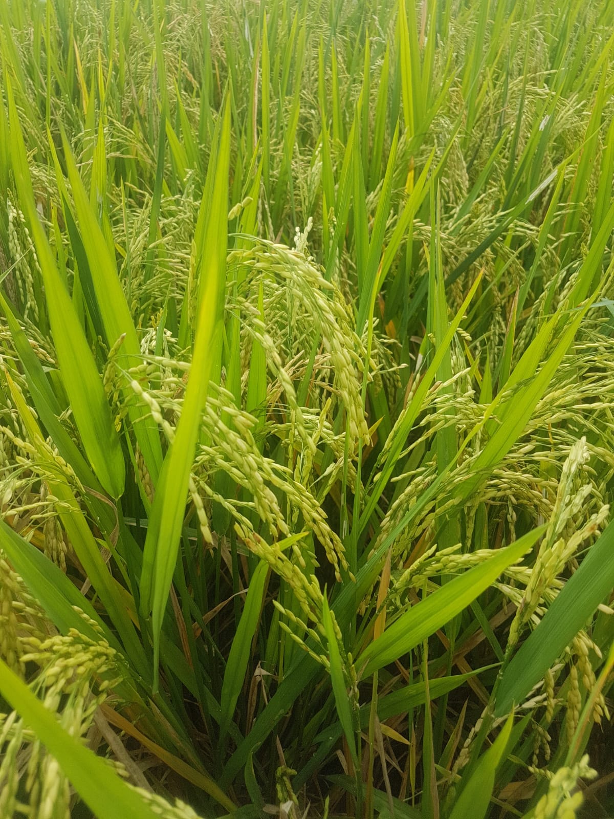 Amigo rijst 1 kg - Afbeelding 5